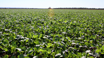 Adapec/Governo do Tocantins