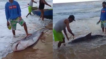 Reprodução/ Vídeo