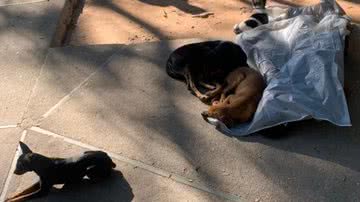 Val Consolação/Ong Vida Animal Livre