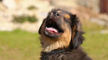 Foto Ilustrativa/Pixabay