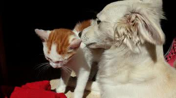 Foto Ilustrativa/Pixabay