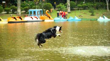 Divulgação/Estância Pet