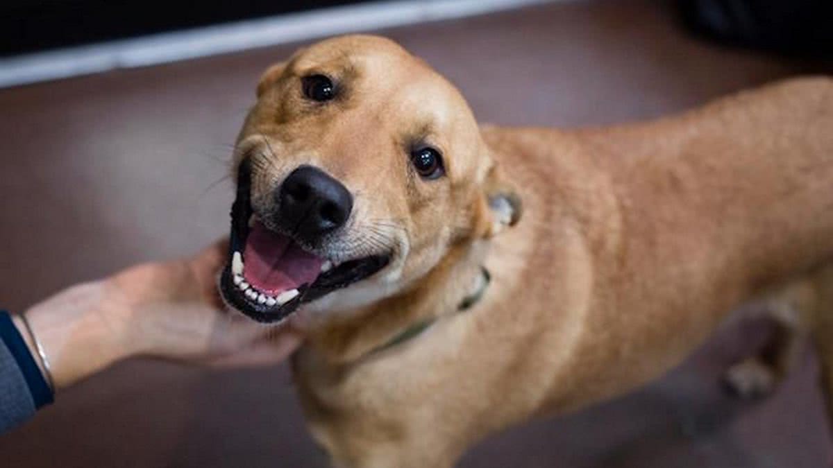 Cachorro caramelo viraliza ao cantar música em bar; assista