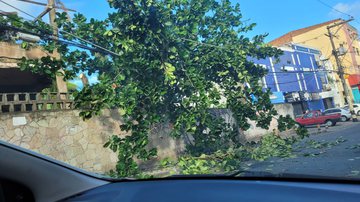 Árvore caída na Boca do Rio - Leitor BNews