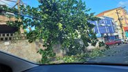 Árvore caída na Boca do Rio - Leitor BNews
