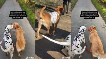 Reprodução/TikTok @jodieleighsmith_