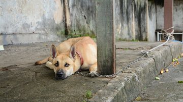 Joilson César / BNews