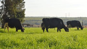 Gisele Rosso/Embrapa