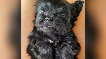 Reprodução/TikTok @diariodeolivia