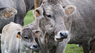 Protocultura por Pixabay