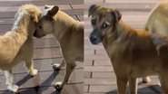 Reprodução/TikTok @atan_uber