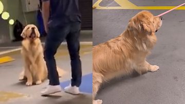 Reprodução/TikTok @malugolden_