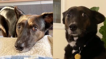 Reprodução/TikTok @viralatacaramelo