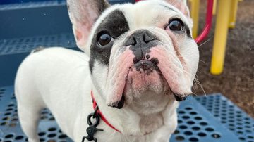 Reprodução/Facebook/Niagara SPCA