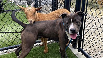 Imagem Abrigo procura lar que acolha pit bull e cabra que são melhores amigos; conheça história