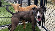 Imagem Abrigo procura lar que acolha pit bull e cabra que são melhores amigos; conheça história