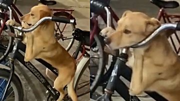 Reprodução/TikTok @eeeguaaatok