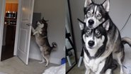 Reprodução/TikTok @imbluethehusky