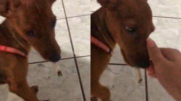 Reprodução/TikTok @bentoapocaliptico_of