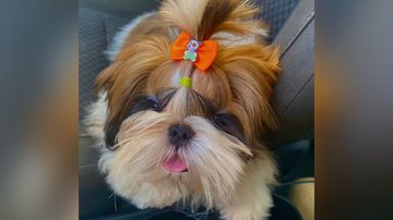 Reprodução/TikTok @thaiis_ms