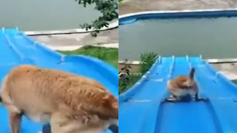 Reprodução/Vídeo