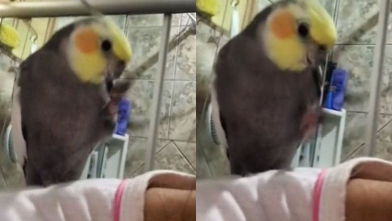 Reprodução/ vídeo
