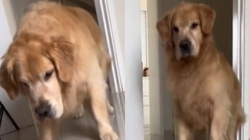 Reprodução/ Vídeo