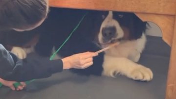 Reprodução/ Vídeo