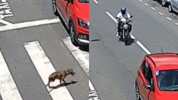 Reprodução/ Vídeo