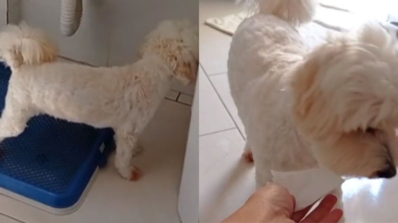 Reprodução/ Vídeo