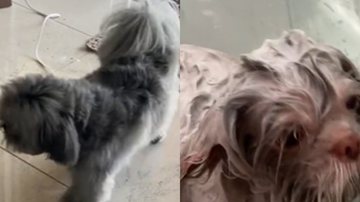 Reprodução/ Vídeo