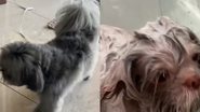 Reprodução/ Vídeo