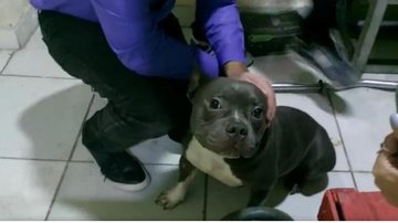 Reprodução//Vídeo