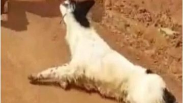 Apac Campestre/Divulgação