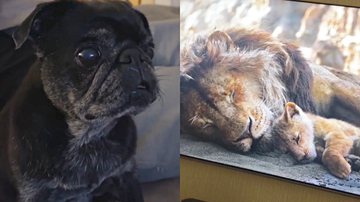 Reprodução/TikTok @vinidalpino