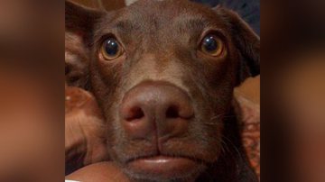 Reprodução/TikTok @carlavivianem