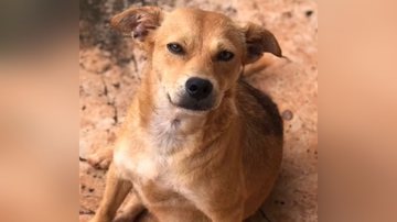 Reprodução/TikTok @viviipinheiro