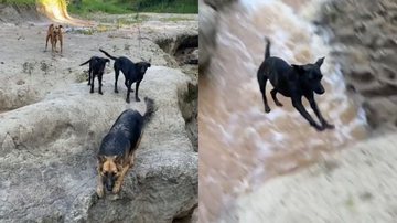 Reprodução/TikTok @juniorguerreiro3