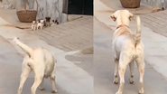 Reprodução/Vídeo