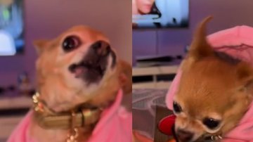 Reprodução/ Vídeo