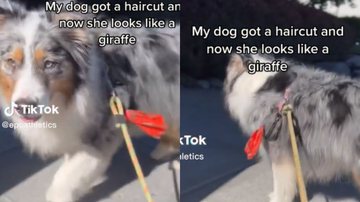 Reprodução/ Vídeo