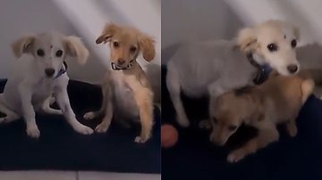 Reprodução/TikTok @maluluvizotto
