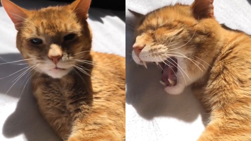 Reprodução/TikTok @eu_peoliveira