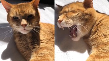 Reprodução/TikTok @eu_peoliveira