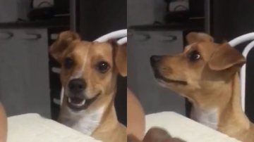 Reprodução/ Vídeo