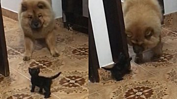Reprodução/TikTok @lailaoliveira11
