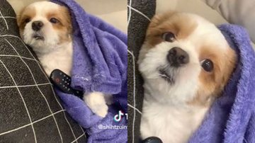 Reprodução// TikTok @shihtzuintelugente