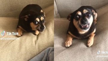 Reprodução// TikTok @2paisdepets
