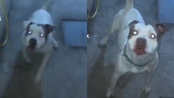 Reprodução// TikTok @pitmo8seis