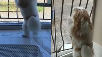 Reprodução// TikTok @ltoresan